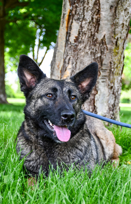 Pet Photo