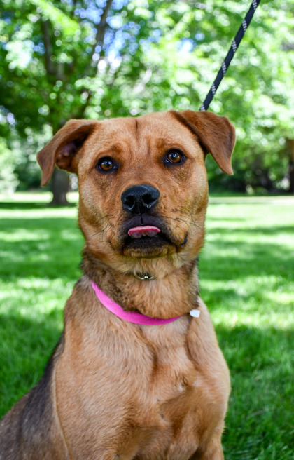 Pet Photo