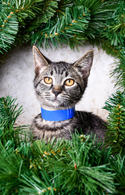 Pet Photo