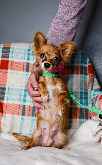 Pet Photo