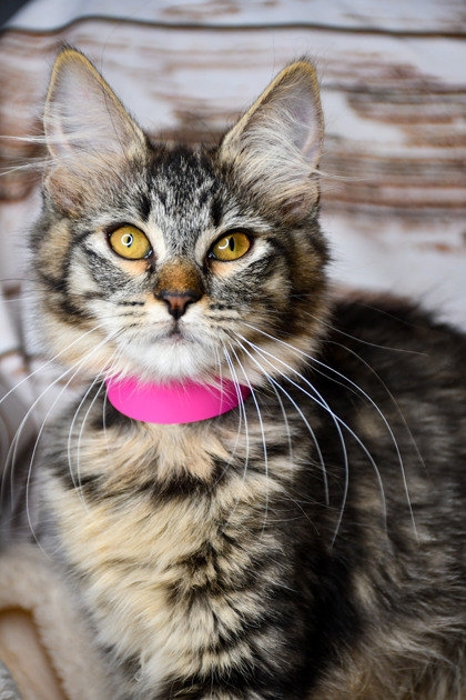 Pet Photo