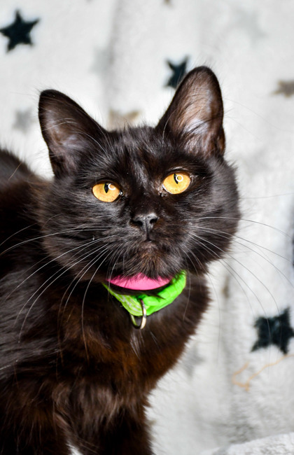 Pet Photo