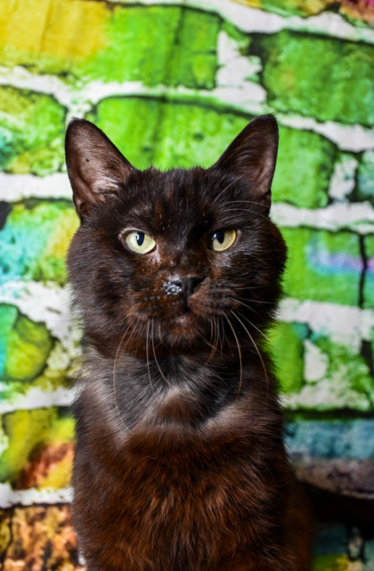 Pet Photo