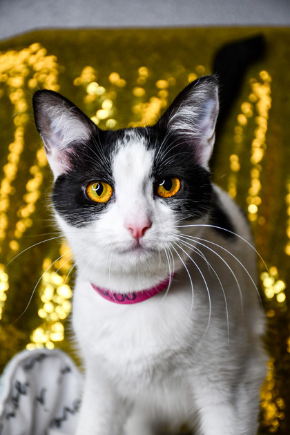 Pet Photo