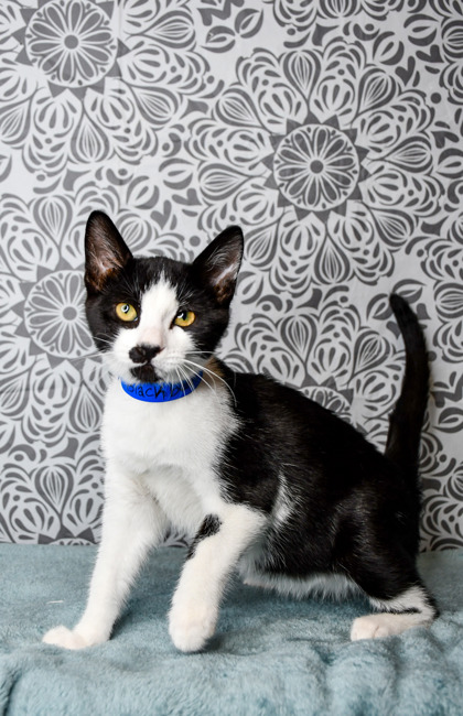 Pet Photo