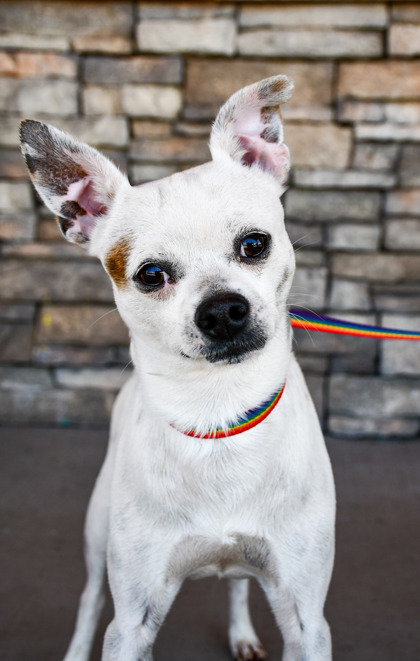 Pet Photo