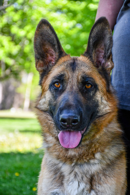 Pet Photo
