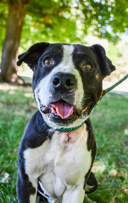 Pet Photo