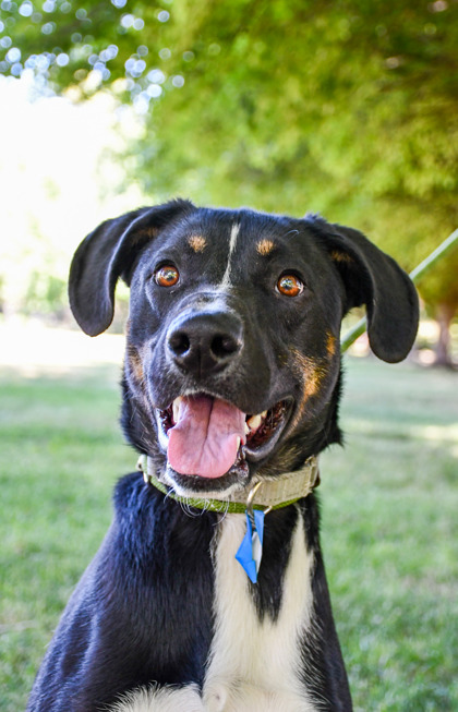 Pet Photo