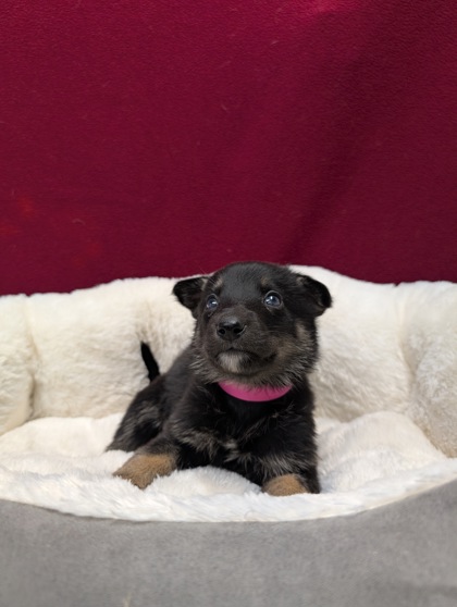 Pet Photo