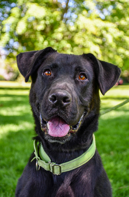 Pet Photo