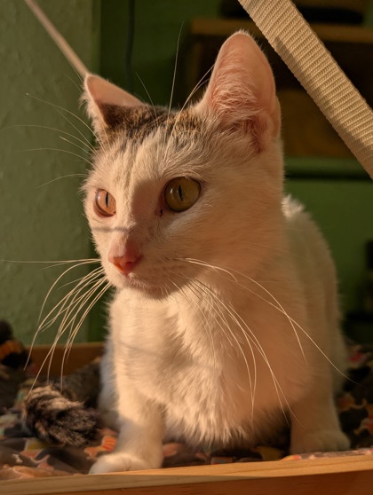 Pet Photo