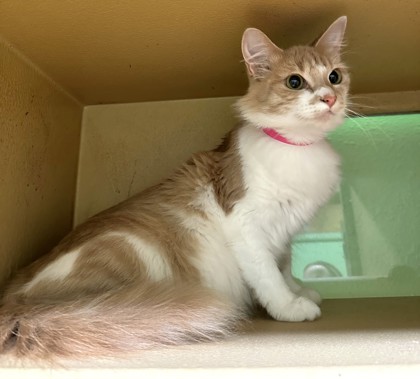 Pet Photo