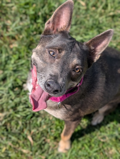 Pet Photo