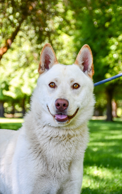 Pet Photo