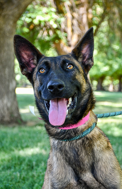 Pet Photo