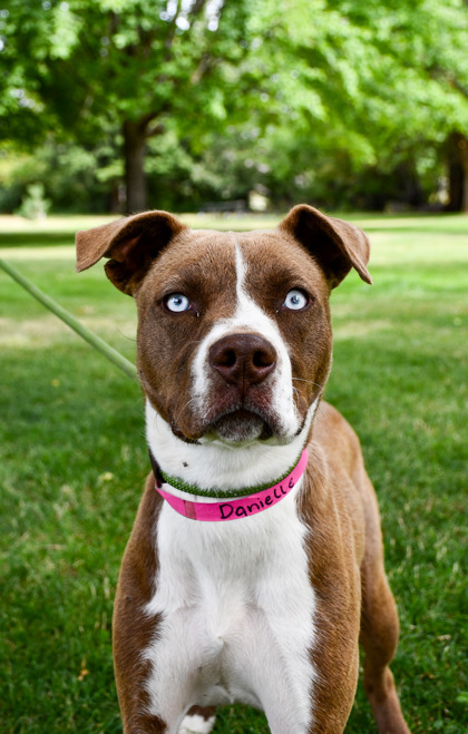 Pet Photo