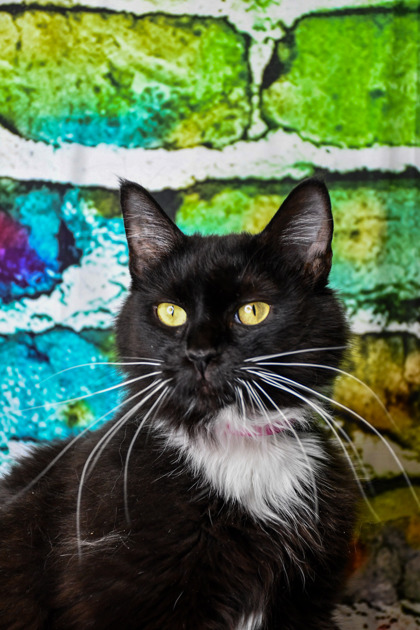 Pet Photo