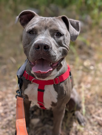 Pet Photo
