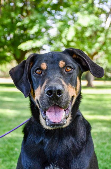 Pet Photo