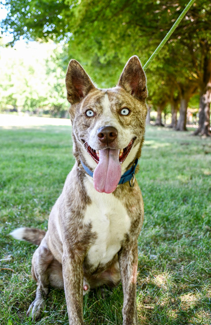 Pet Photo