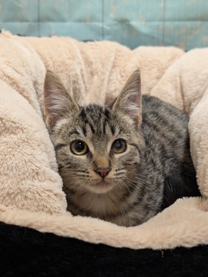 Pet Photo