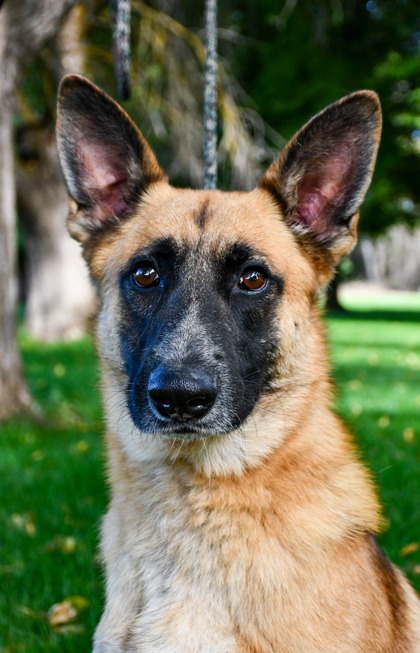 Pet Photo