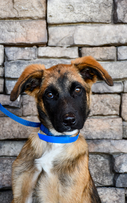 Pet Photo