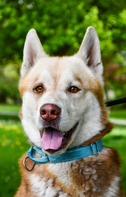 Pet Photo