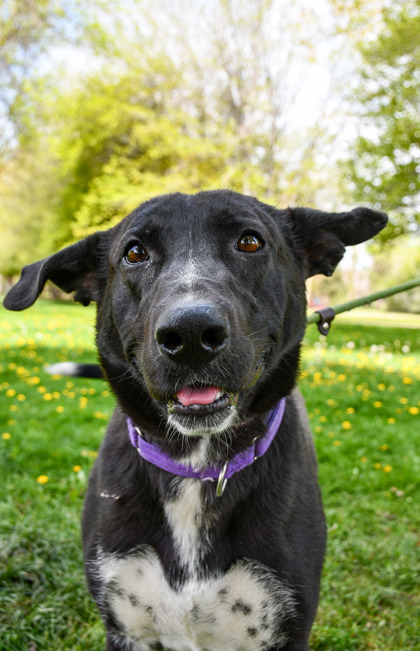 Pet Photo