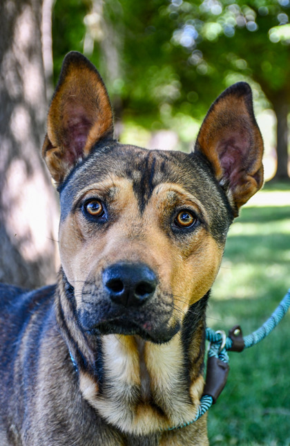 Pet Photo