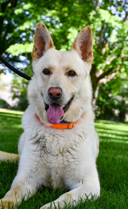 Pet Photo