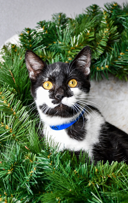 Pet Photo