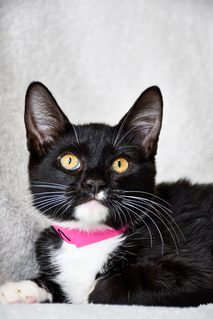 Pet Photo