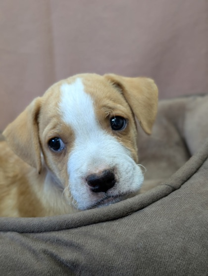 Pet Photo