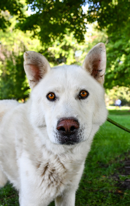Pet Photo