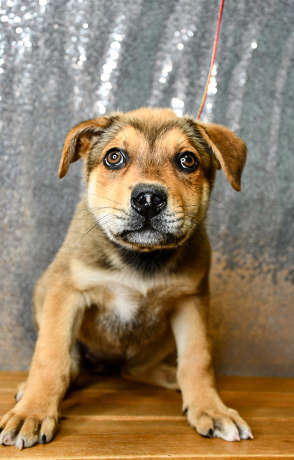 Pet Photo