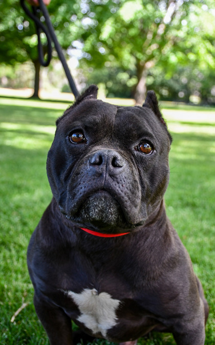 Pet Photo