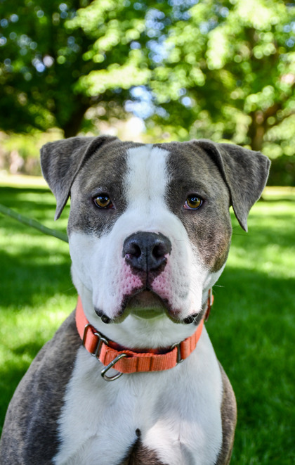 Pet Photo