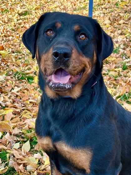 Pet Photo
