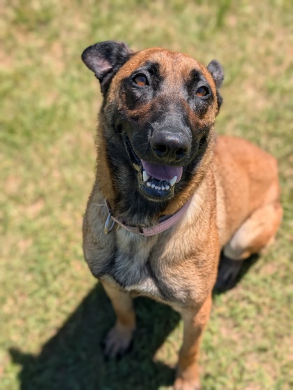 Pet Photo
