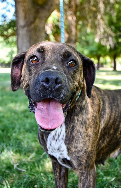 Pet Photo