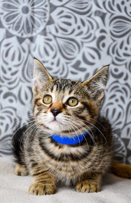 Pet Photo