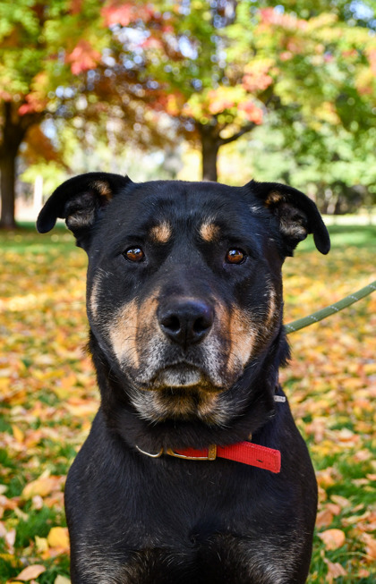 Pet Photo