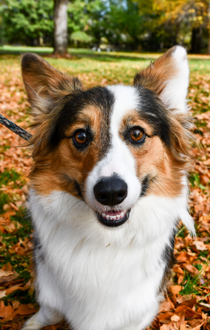 Pet Photo