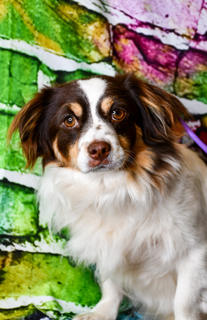 Pet Photo
