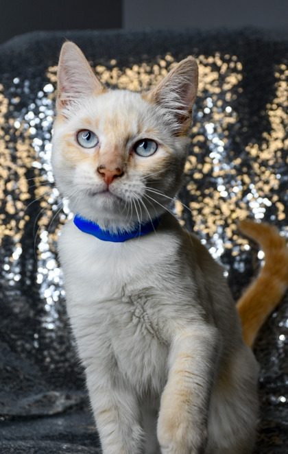 Pet Photo