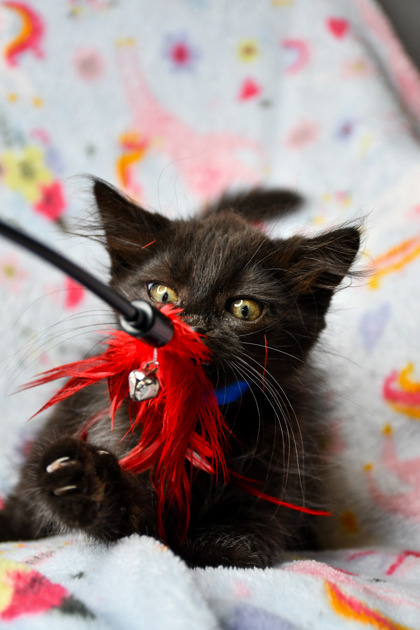 Pet Photo