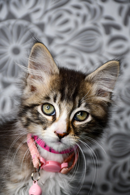 Pet Photo