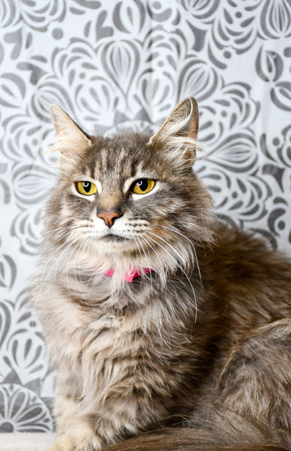 Pet Photo